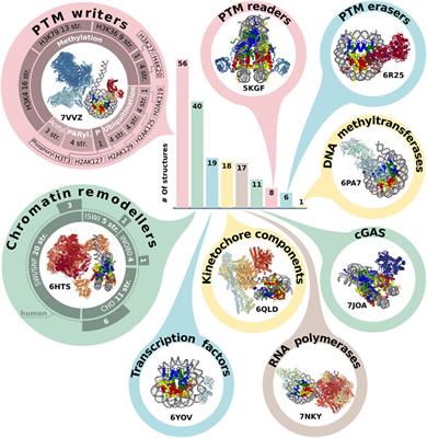 <mark class="highlighted">Nucleosomes</mark> and their complexes in the cryoEM era: Trends and limitations